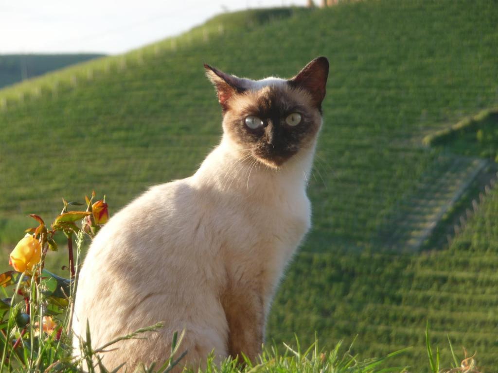 הוילה Monteu Roero Agriturismo Cascina Vrona מראה חיצוני תמונה